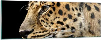 Produktbild von Bilder auf glas - Tiere Leopard wilde Katze wilde Tiere - 90x30cm - Glasbilder - Wandbilder - Kunstdruck - Wanddekoration aus Glas - Glas Bilder - Wandbild auf Glas - GAB90x30-0433