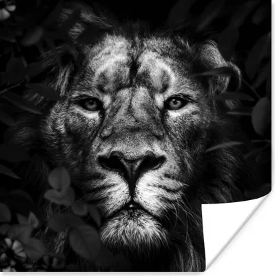 Produktbild von MuchoWow® Poster Löwe - Tiere - Dschungel - Schwarz - Weiß 50x50 cm - Wohnzimmerdekoration