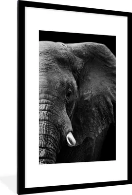 Produktbild von MuchoWow® Gerahmtes Poster Tiere - Elefant - Wild - Schwarz - Weiß 60x90 cm - Poster mit Schwarzem Bilderrahmen Wandposter Rahmen Foto Bilder - Dekoration - Wandposter Wohnzimmer - Hochwertig