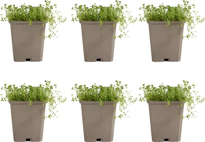 Produktbild von 6x Thymus praecox Albiflorus P9 H20