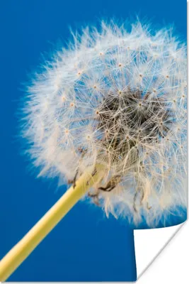 Produktbild von MuchoWow® Poster Löwenzahn - Blume - Terrasse 60x90 cm - Wanddekoration