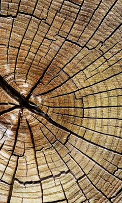 Produktbild von Fototapete - Wood 150x250cm - Vliestapete