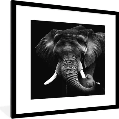 Produktbild von MuchoWow® Gerahmtes Poster Elefant - Papagei - Zähne - Schwarz - Weiß 40x40 cm - Poster mit Schwarzem Bilderrahmen Wandposter Rahmen Foto Bilder - Poster - Plakat im Rahmen