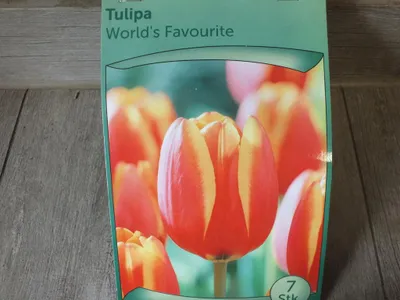 Obrázek produktu pro 7 x Cibulky tulipánů oblíbených na celém světě - mrazuvzdorné rostliny pro zahradu a balkon - trvalka - do květináče a na okraj zahrady