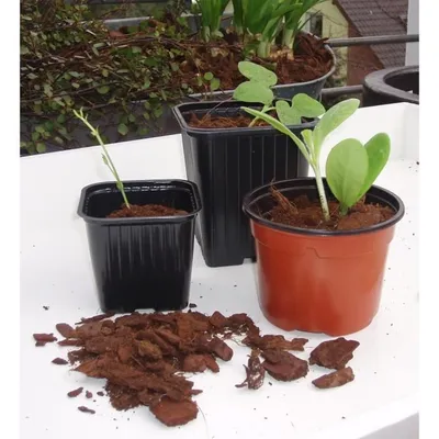 Produktbild von Töpfe Stecklinge - H7xdiam9,5 cm