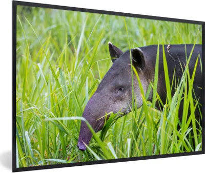 Produktbild von MuchoWow® Gerahmtes Poster Tapir aus Costa Rica 30x20 cm - Poster mit Schwarzem Bilderrahmen Wandposter Rahmen Foto Bilder - Kunstdruck - Bild-Poster