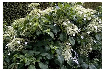 Produktbild von Kletterhortensie - Hydrangea petiolaris - 40-50 cm