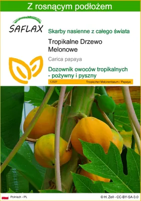 Zdjęcie produktu dla SAFLAX - Tropikalne Drzewo Melonowe - 30 Nasiona - Z podłożem uprawowym wolnym od zarazków - Carica papaya