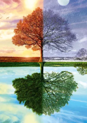 Immagine prodotto di Albero delle stagioni. Puzzle 500 pezzi