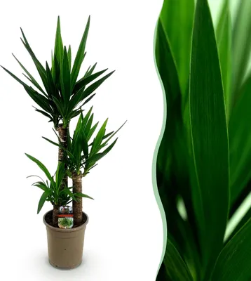 Produktbild von Yucca elephantipes - Yucca - Pflegeleicht - Grün - 90-100cm - Ø21cm - Zimmerpflanze - Immergrün