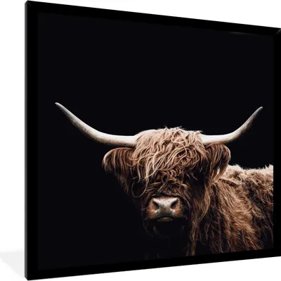 Produktbild von MuchoWow® Gerahmtes Poster Schottischer Highlander - Schwarz - Horn 40x40 cm - Poster mit Schwarzem Bilderrahmen Wandposter Rahmen Foto Bilder - Mit Rahmen - Wanddekoration Schlafzimmer