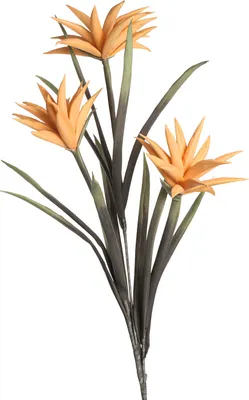 Produktbild von Schaumblume 105 orange