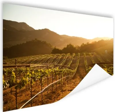 Produktbild von MuchoWow® Poster Weinberg bei Sonnenuntergang 180x120 cm - Fotoplakat
