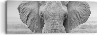 Produktbild von Bild auf Leinwand - Leinwandbild - 3 Teile - Elefant Afrika Tier - 90x30cm - Wand Bild - Wanddeko - Wandbilder - Leinwanddruck - Bilder - Wanddekoration - Leinwand bilder - Wandbild - CA90x30-5072