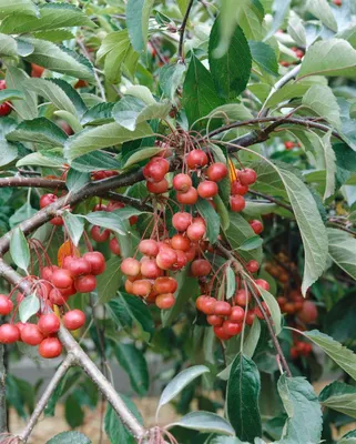 Produktbild von Malus 'Red Juvel', Zierapfel, 60–100 cm