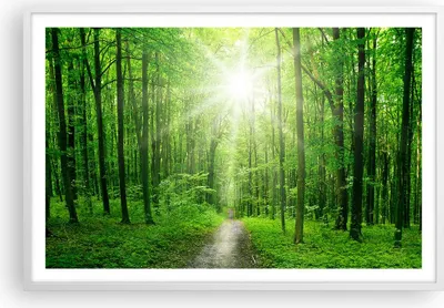 Produktbild von Gerahmtes Poster - Weißer Rahmen - Sonnenstrahlen Wald Sommer - 91,5x61 cm - Wand Bild - Wanddeko - Wandbilder - Wandposter - Bilderrahmen - Bilder - Kunstdruck - Wandbild - P2WAA91x61-2689