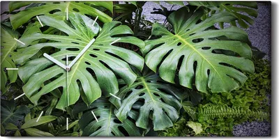 Produktbild von Wanduhr Uhr Wandbild Leinwand 60x30 Botanische Blüten Pflanzen Monstera Blätter - weiße Hände