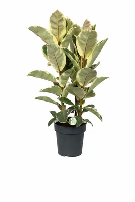 Produktbild von Weißbunter Gummibaum Ficus elastica Tineke 3 Pflanzen im Topf ca. 130 cm große Zimmerpflanze dekorativ