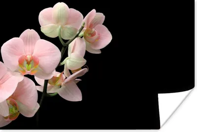 Produktbild von MuchoWow® Poster Orchidee - Blumen - Rosa - Stilleben - Flora 60x40 cm - Schlafzimmerdekoration