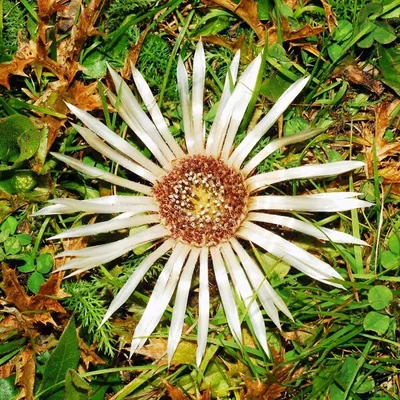 Produktbild von Silberdistel - 20 Samen