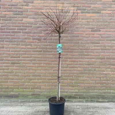 Immagine prodotto di Cornus stolonifera 'Kelsey's Dwarf' - Corniolo | 120 cm in vaso