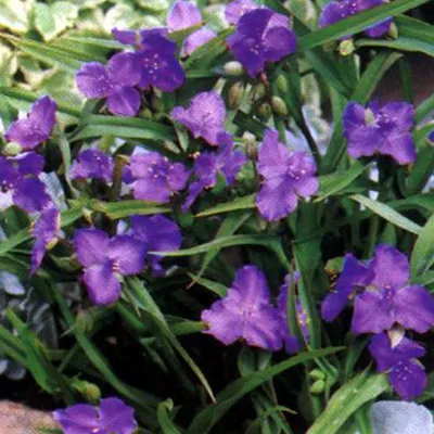 Obrázok produktu pre 6 x trojlistá kvetina  - Tradescantia 'Leonora'  | Kvetináč 9 cm x 9 cm