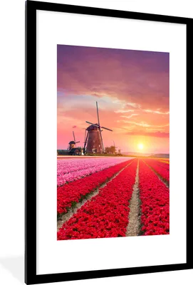Produktbild von MuchoWow® Gerahmtes Poster Blumen - Windmühle - Tulpen - Sonnenuntergang - Rosa 60x90 cm - Poster mit Schwarzem Bilderrahmen Wandposter Rahmen Foto Bilder - Dekoration - Wandposter Wohnzimmer - Hochwertig