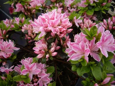 Produktbild von Japanische Azalee Kermesina Rose - Rhododendron obtusum - 20-25cm