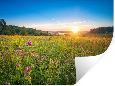 Produktbild von MuchoWow® Wandtattoo Wandsticker Wandaufkleber Sonne - Gras - Blumen 80x60 cm Selbstklebend und Repositionierbar - Faltenfrei