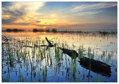 Produktbild von Wallario Premium Glasbild, freischwebende Optik, kräftige Farben, Größe 100 x 70 cm Motiv Schilf am Abend - Sonnenuntergang über der Seelandschaft