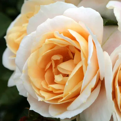 Immagine prodotto di Rosen Pflanzen Creme - 1 pianta - Perenni resistenti al freddo, piante aromatiche di rose vere provenienti dall'Olanda - adatte per giardino e vasi (senza semi, non artificiali)