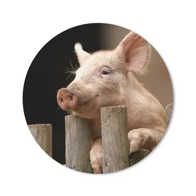 Produktbild von MuchoWow® Mauspad Mousepad Schwein - Tier - Zaun 20x20 cm - Mousepads - Maus Mat - Pad - Mausunterlage - Schreibtischmatte