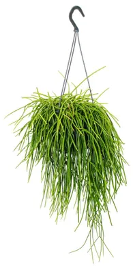 Produktbild von Urban Jungle Elegance Moderne Kakteen-Ampel mit toller Blattstruktur Rhipsalis baccifera shaferi 15cm