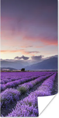 Produktbild von MuchoWow® Poster Sonnenuntergang über Lavendel 20x40 cm - Plakat - Foto