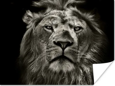 Produktbild von MuchoWow® Poster Löwe - Tiere - Porträt - Wildtiere - Schwarz und weiß 120x90 cm - Wandbild