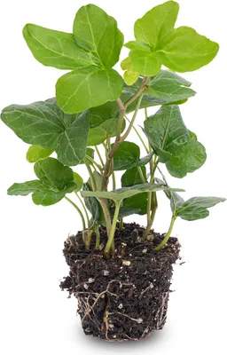 Produktbild von Efeu Hedera helix Kletterpflanze im Topf Ø 7 cm
