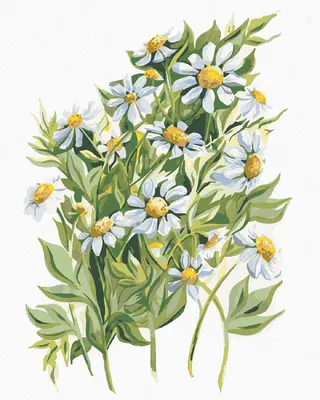 Produktbild von Zuty - Malen nach Zahlen - MARGERITEN (ALEXANDRIA GILBERT), 40x50 cm, mit Keilrahmen (bereits gespannt)