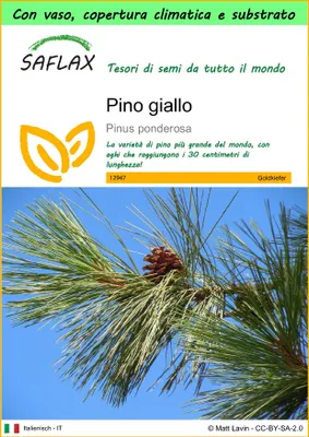 Immagine prodotto di SAFLAX Garden to go - Pino giallo - 20 semi - Pinus