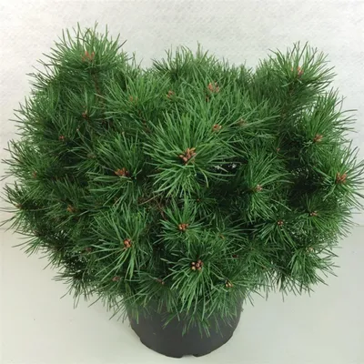 Zdjęcie produktu dla Pinus sylvestris „Sandringham” – sosna leśna karłowata | 30–40 cm w doniczce