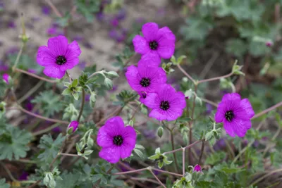 Produktbild von Geranium cinereum subcaulesc. 'Giuseppii', leuchtend rosa, ca. 9x9 cm Topf