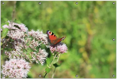 Produktbild von Wallario Outdoor-Poster für Garten oder Balkon, Motiv Schmetterling auf Blüte, in ca. 100 x 150 cm