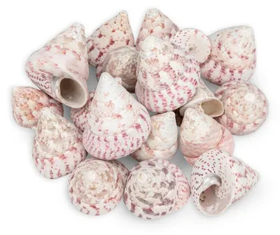 Produktbild von Trochus maculatus rot 0,5 kg 3-6 cm Kreiselschnecke Schneckenhäuser Deko maritim