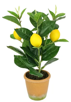 Künstlicher Mini-Zitronenbaum 30 cm, lebensechte Kunstpflanze