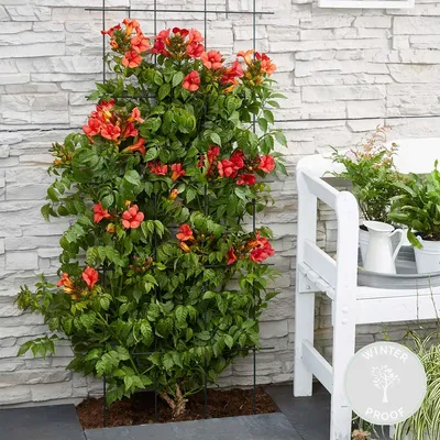 Produktbild von Campsis Radicans Flamengo, Trompetenblume, Rot, 50-70 cm, Topf 15 cm