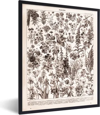 Produktbild von MuchoWow® Gerahmtes Poster Pflanzen - Blumen - Schwarz - Weiß 60x80 cm - Poster mit Schwarzem Bilderrahmen Wandposter Rahmen Foto Bilder - Premium - Wanddeko Wohnzimmer