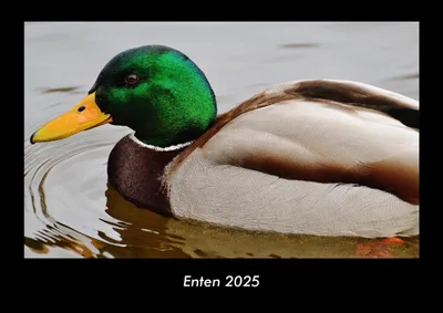 Produktbild von Enten 2025 Fotokalender DIN A3