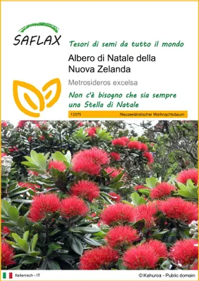 Immagine prodotto di SAFLAX  - Albero di Natale della Nuova Zelanda - 300 semi - Metrosideros