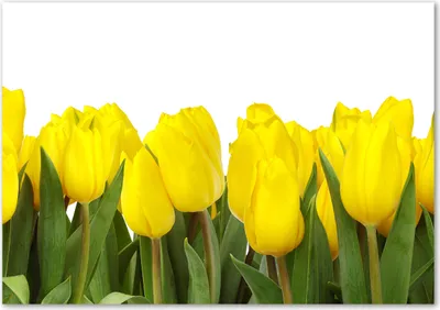 Produktbild von Tulup® Glas-Bild - 100 x 70 - Wandbild aus Glas - Wandkunst - Wandbild hinter gehärtetem Sicherheitsglas - Blumen & Pflanzen - Gelbe Tulpen - Gelb