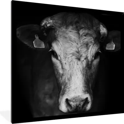 Produktbild von MuchoWow® Gerahmtes Poster Tiere - Kuh - Schwarz - Weiß - Kuhkopf 40x40 cm - Poster mit Schwarzem Bilderrahmen Wandposter Rahmen Foto Bilder - Mit Rahmen - Wanddekoration Schlafzimmer
