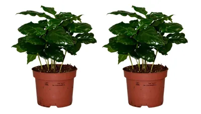 Produktbild von Zynesflora 2 Stück Coffea Arabica Kaffeepflanze im Ø 12 cm Pflanzentopf - Höhe: 25 cm - Grünpflanze Echte Zimmerpflanze Pflegeleicht Luftreinigend